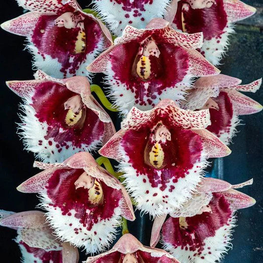 How to successfully grow Catasetinae varieties.