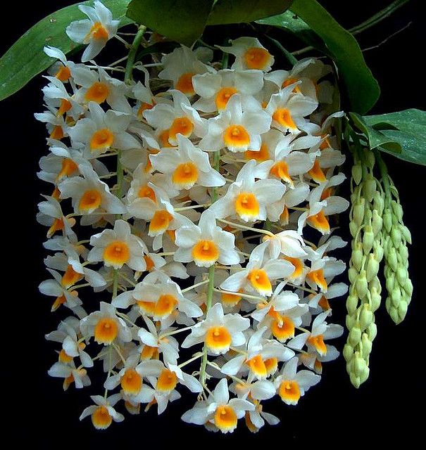 Dendrobium Farmeri Care Guide