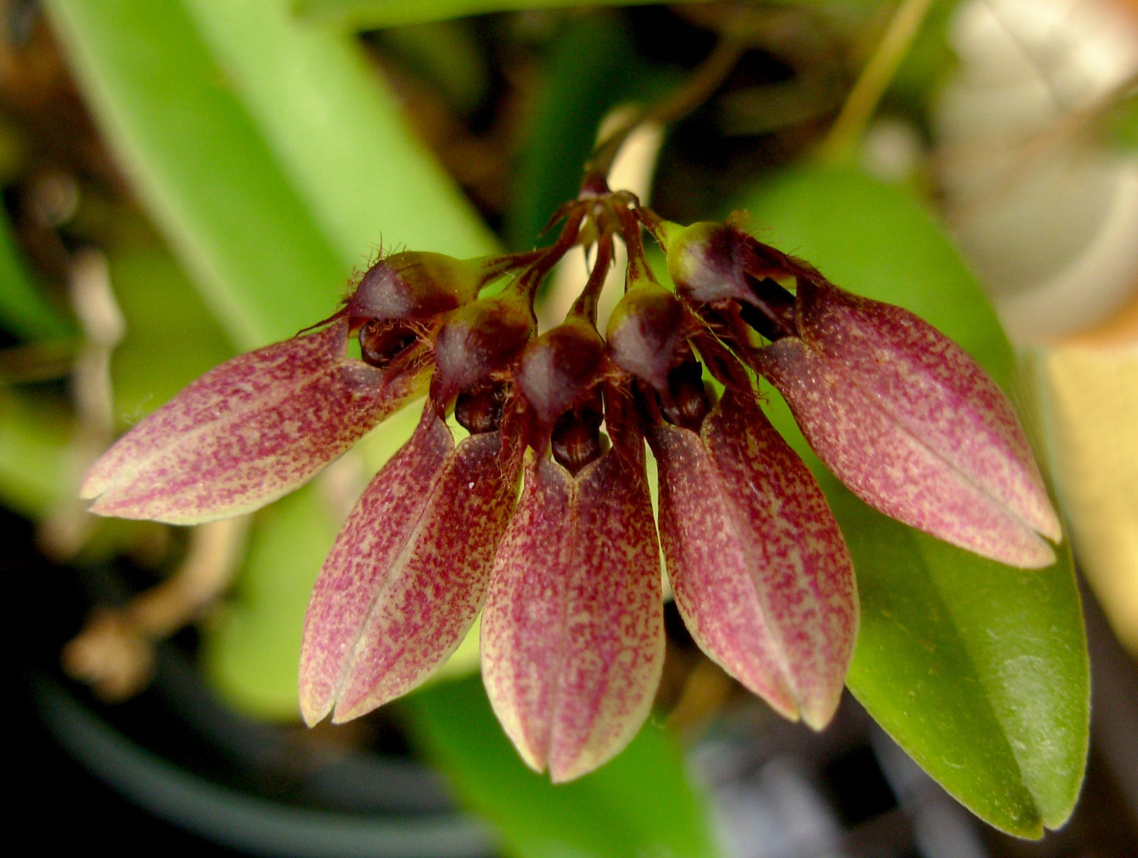 Bulbophyllum Care Guide