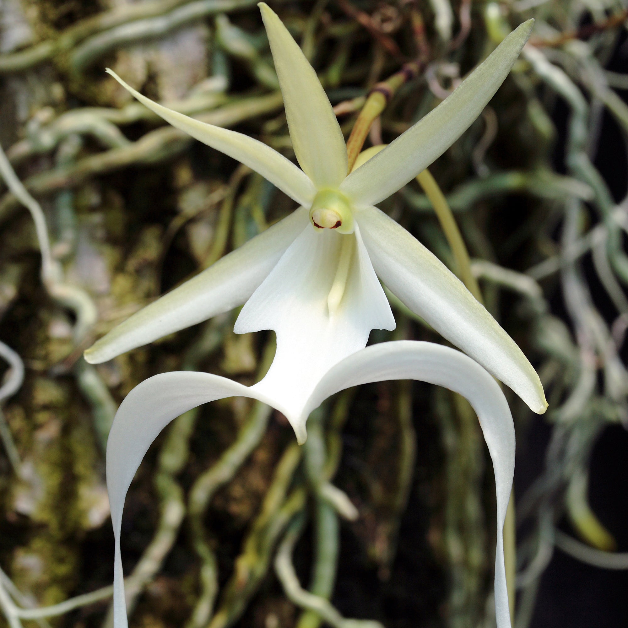 Chiloschista & Dendrophylax Orchid Care (Ghost Orchids)