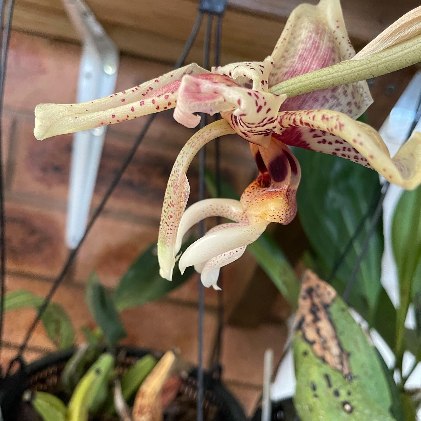 Stanhopea Care Guide