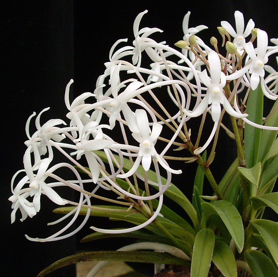 Neofinetia Orchid Care Guide