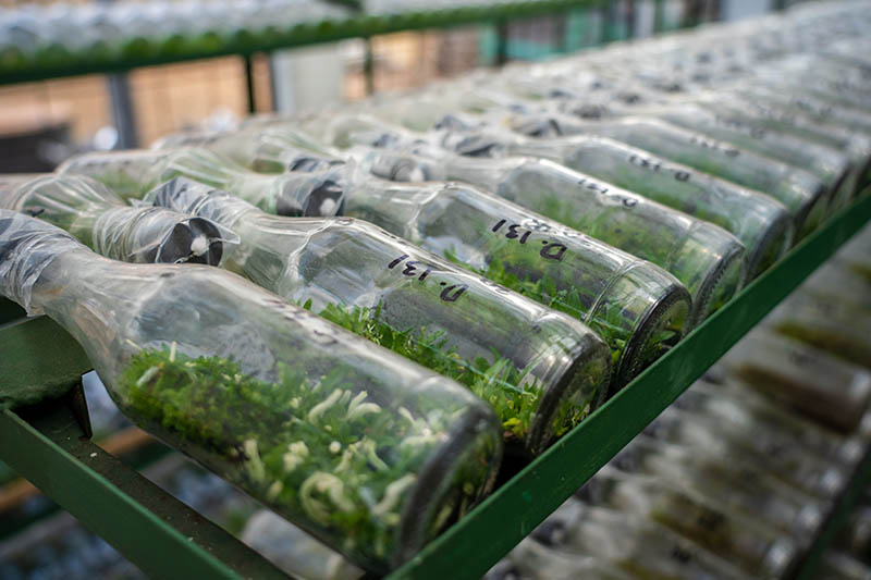 Deflasking and Establishing Tissue-Cultured Orchids: A Practical Guide