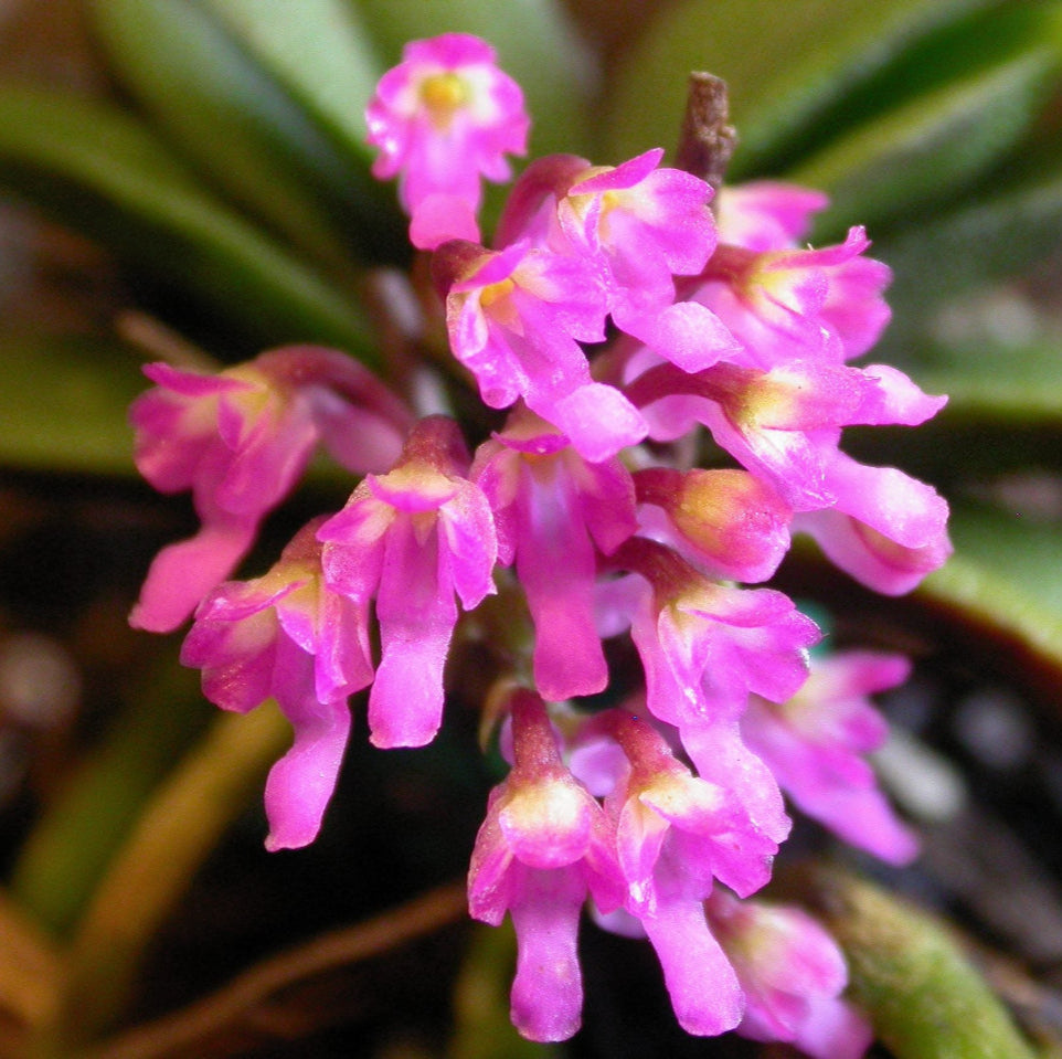 How to successfully grow Schoenorchis fragrans.