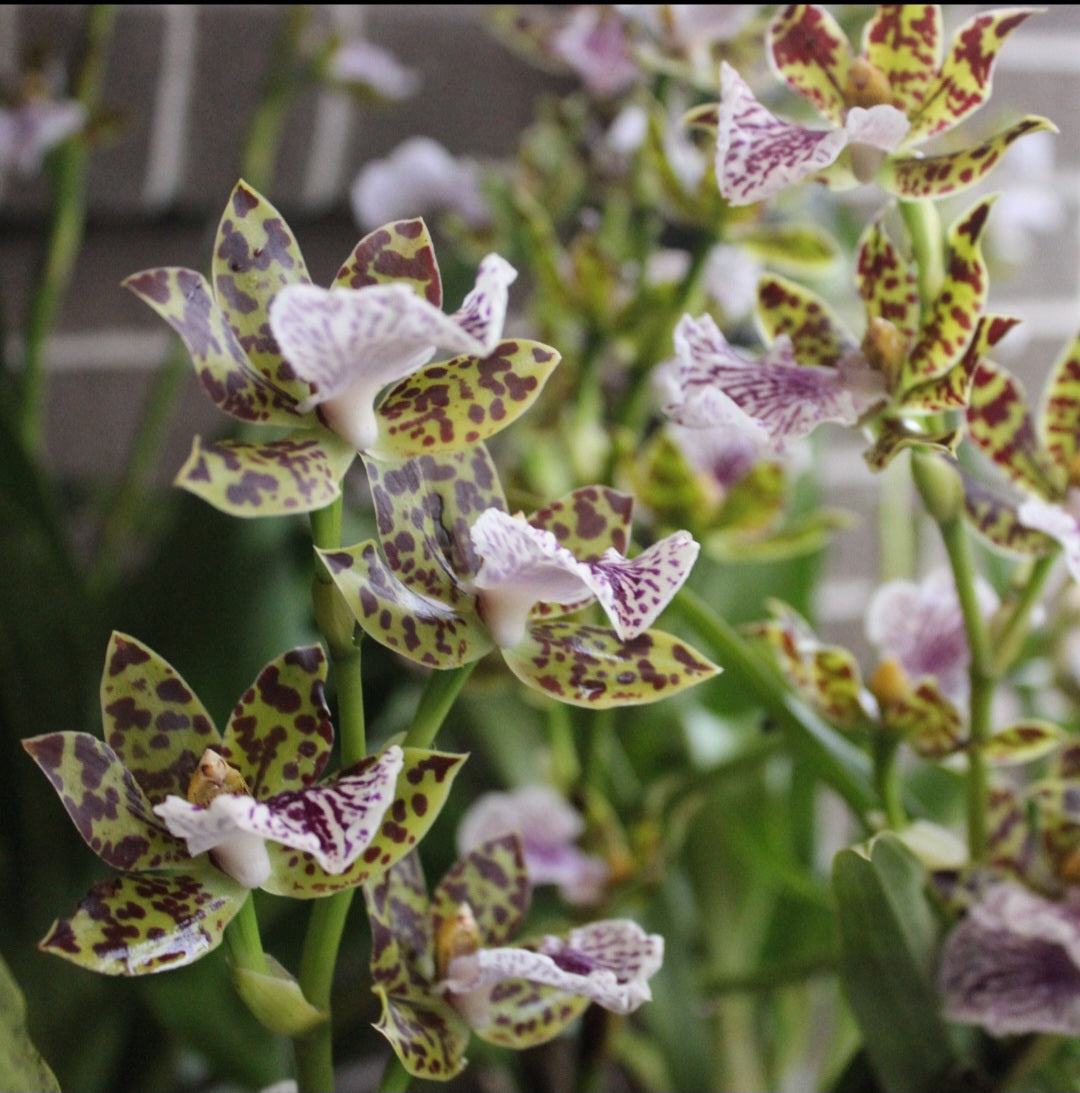 How to grow Zygopetalum