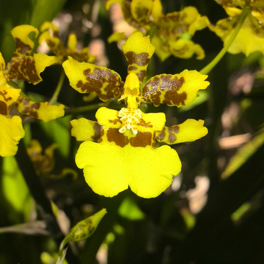 Oncidium Care Guide