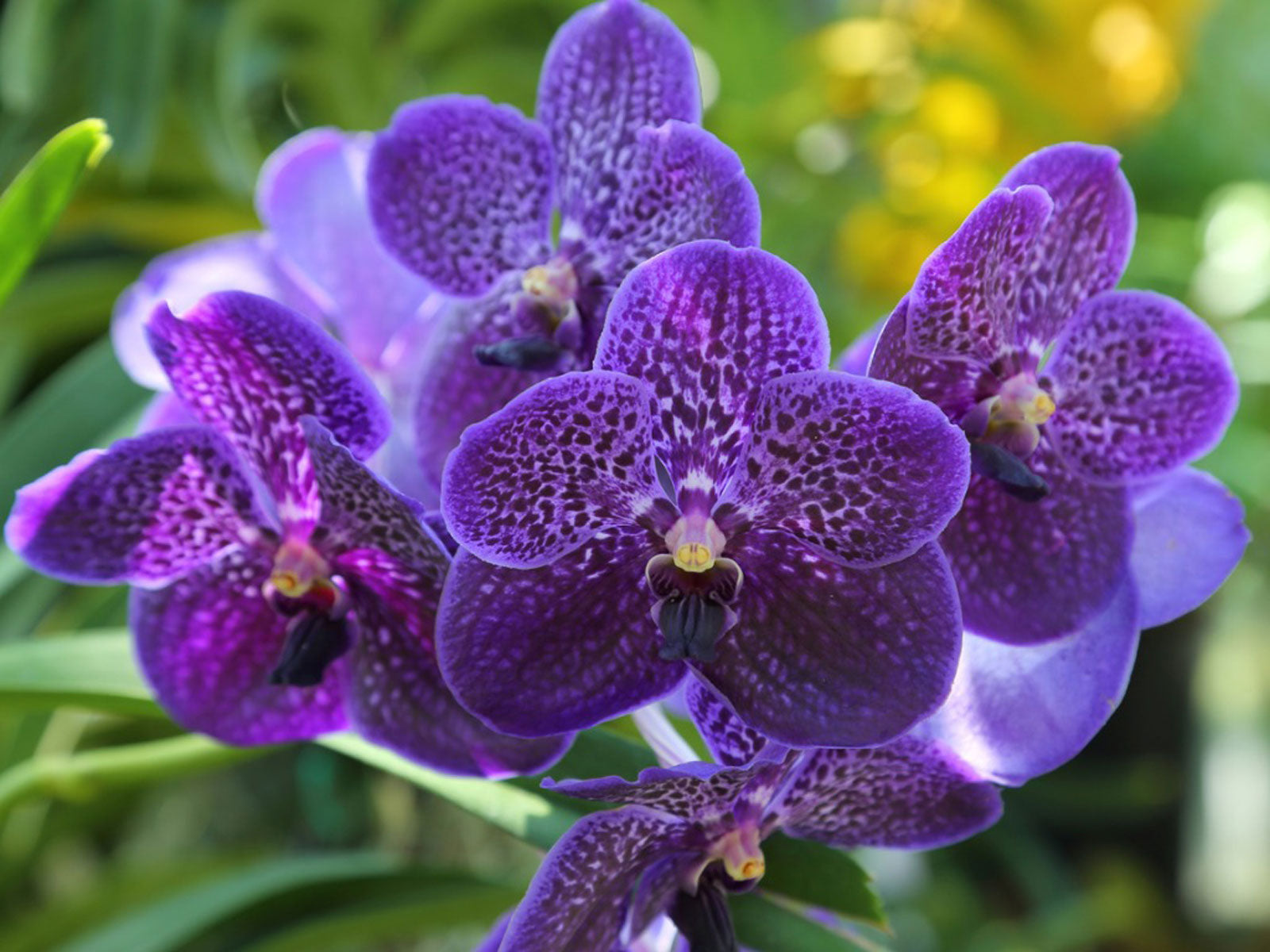 Vanda Care Guide
