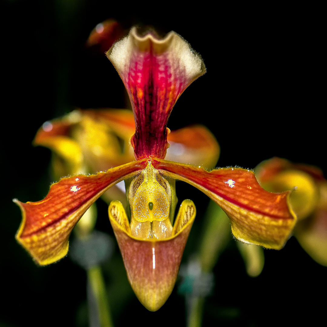 Paphiopedilum (Slipper Orchids) – The Orchid Patio