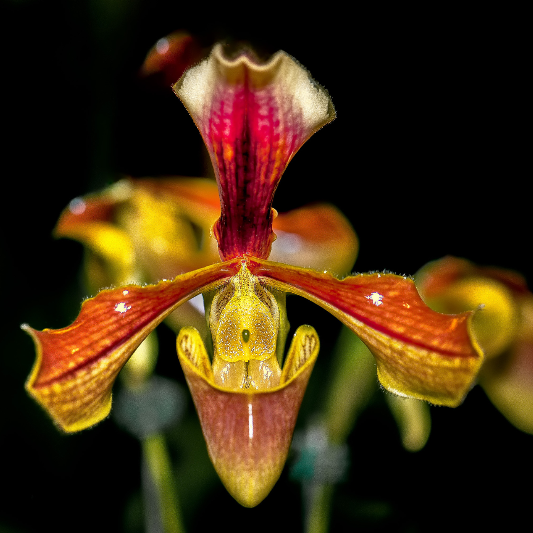 Paphiopedilum (Slipper Orchids)