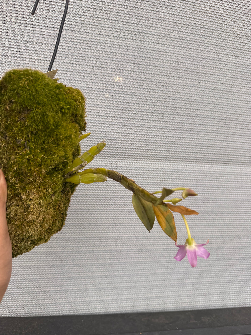 Dendrobium trantuanii