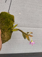 Dendrobium trantuanii