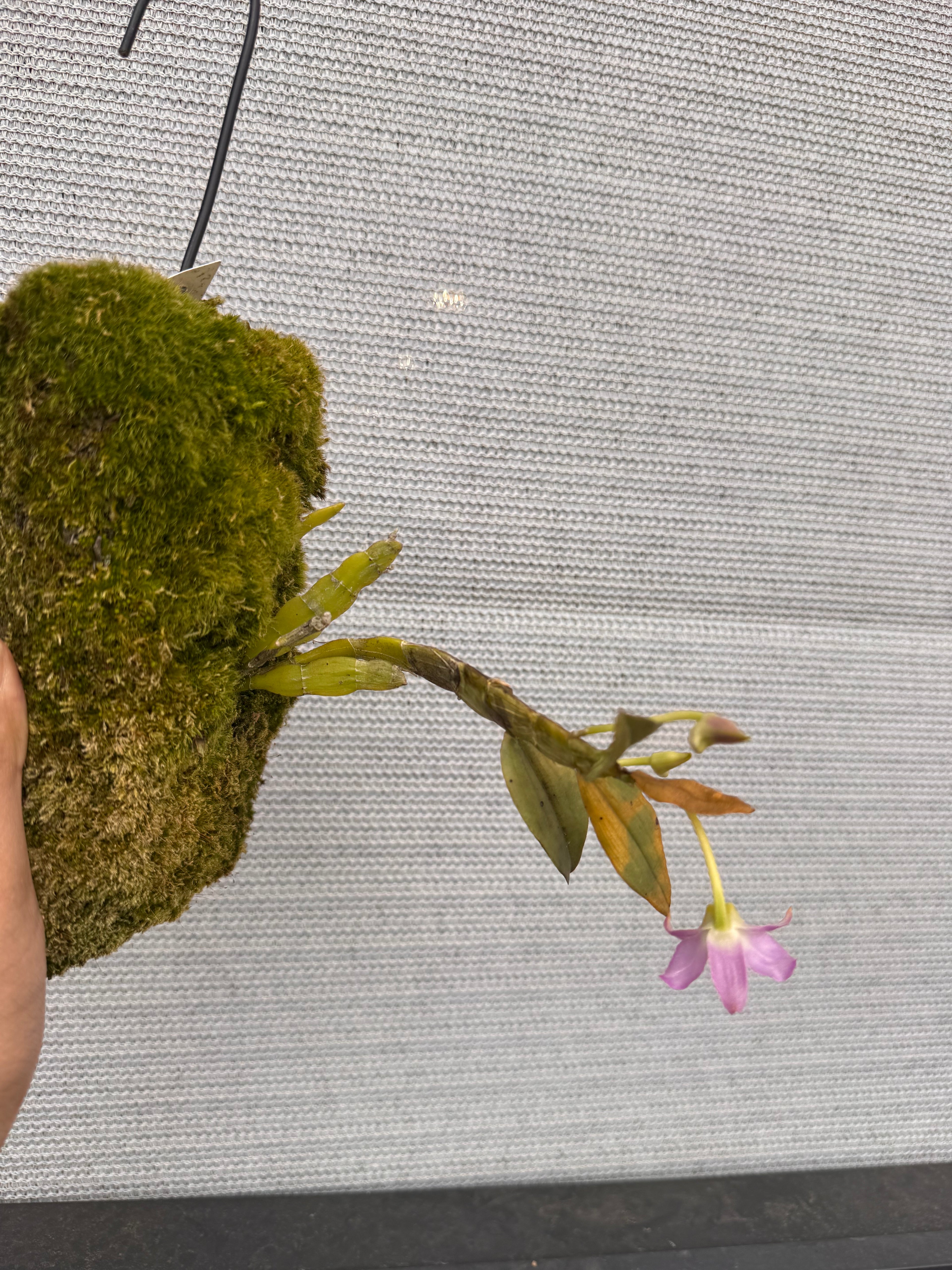 Dendrobium trantuanii