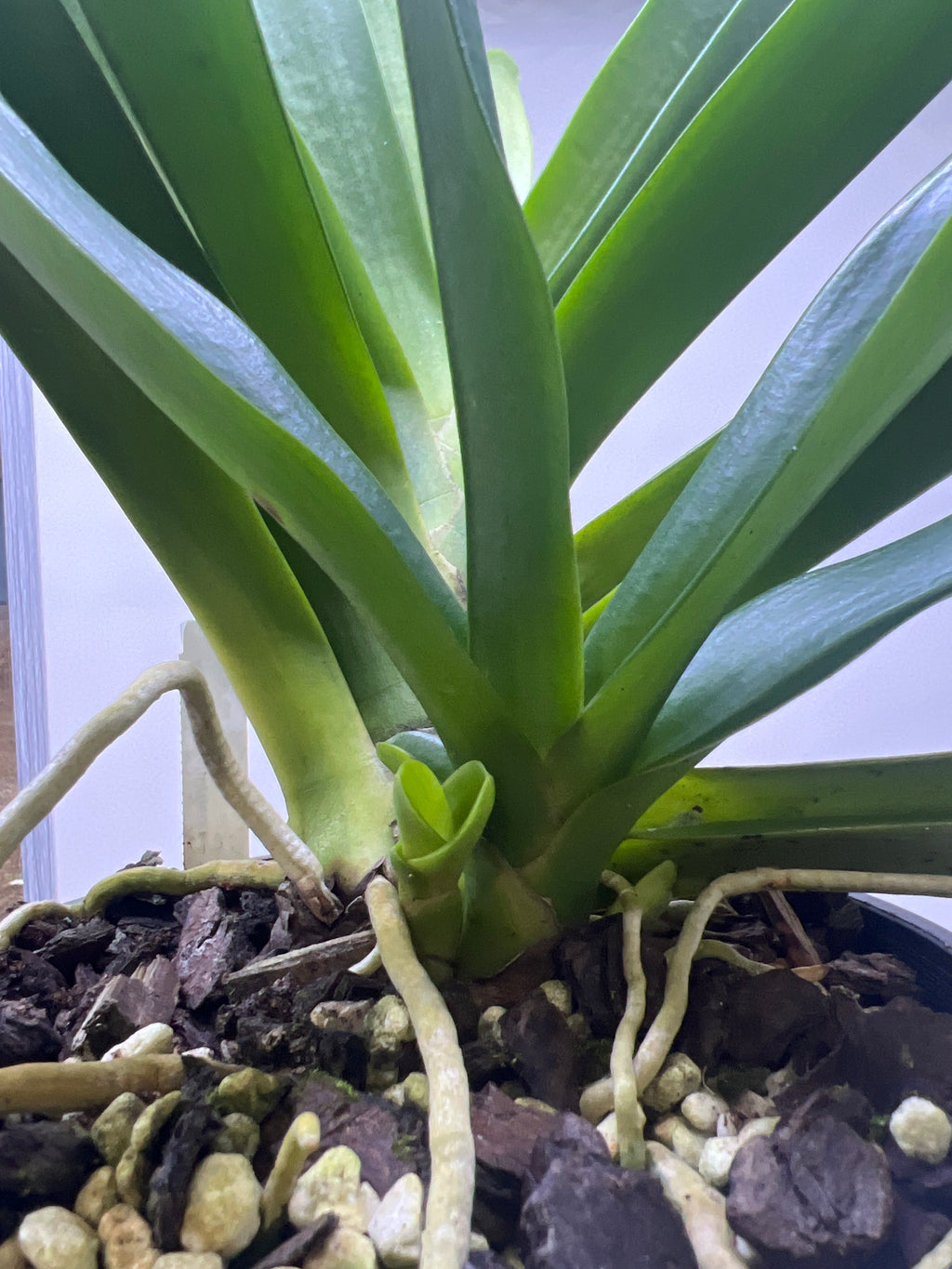Angraecum Eburneum (Fragrant Species) Big Mature Size