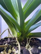 Angraecum Eburneum (Fragrant Species) Big Mature Size