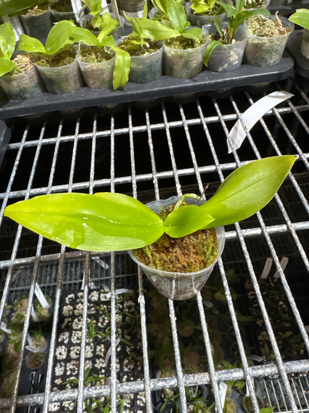 Phalaenopsis corningiana ‘Blue’ (Rare Species)