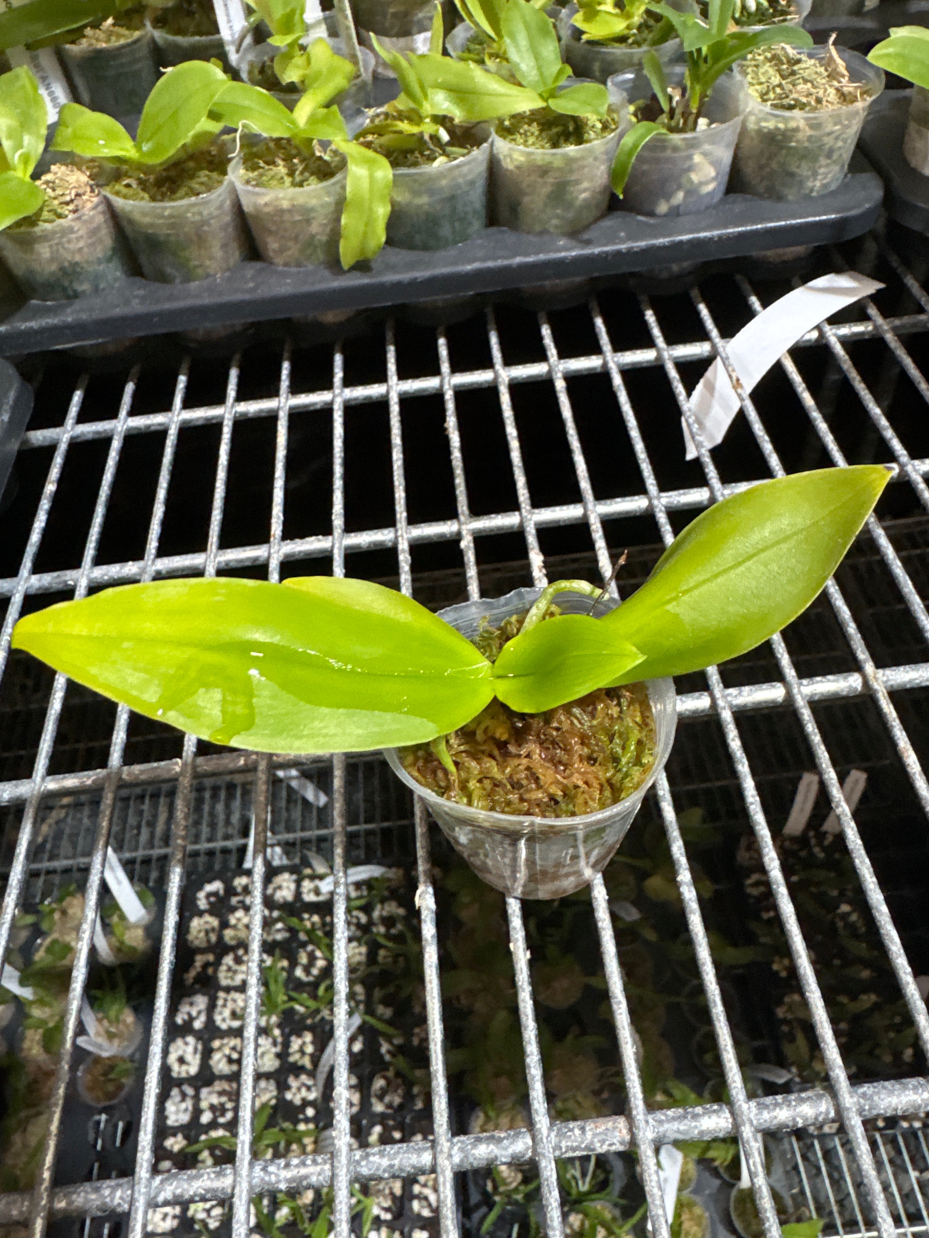 Phalaenopsis corningiana ‘Blue’ (Rare Species)