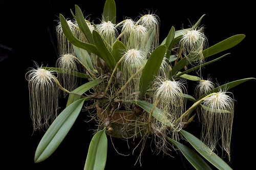 Bulbophyllum Medusae (MOUNTED FLOWERING SIZE)