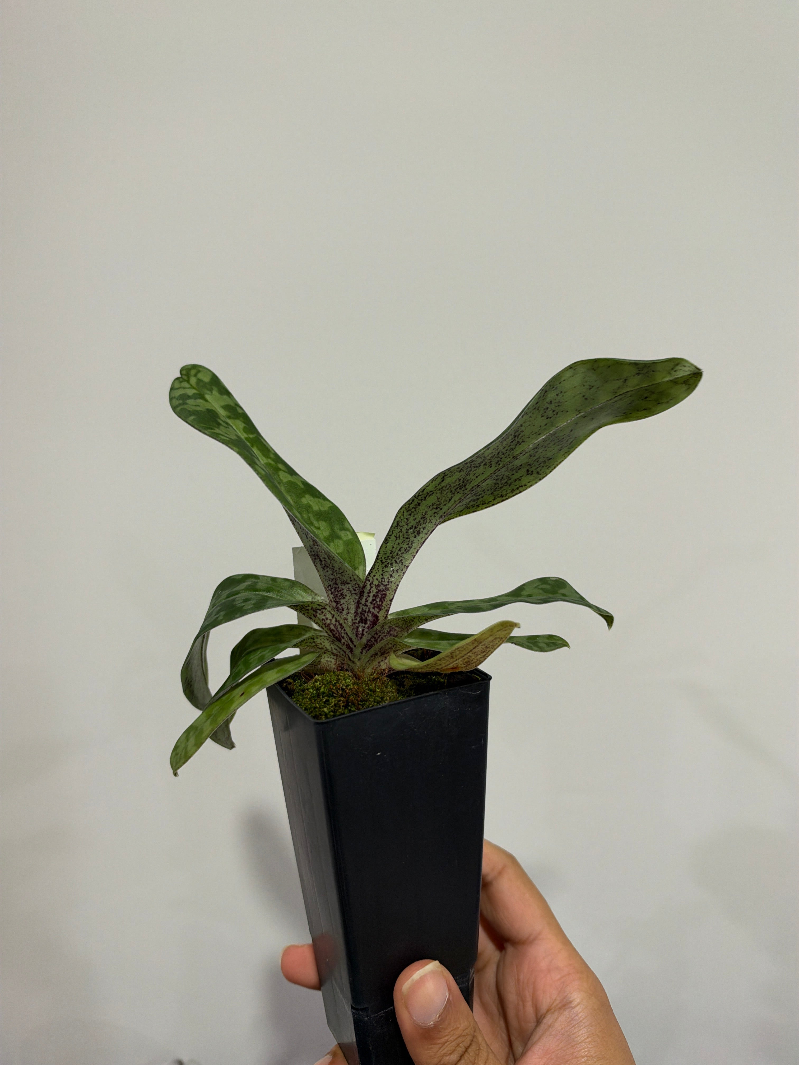 Paphiopedilum wardii Secondary image