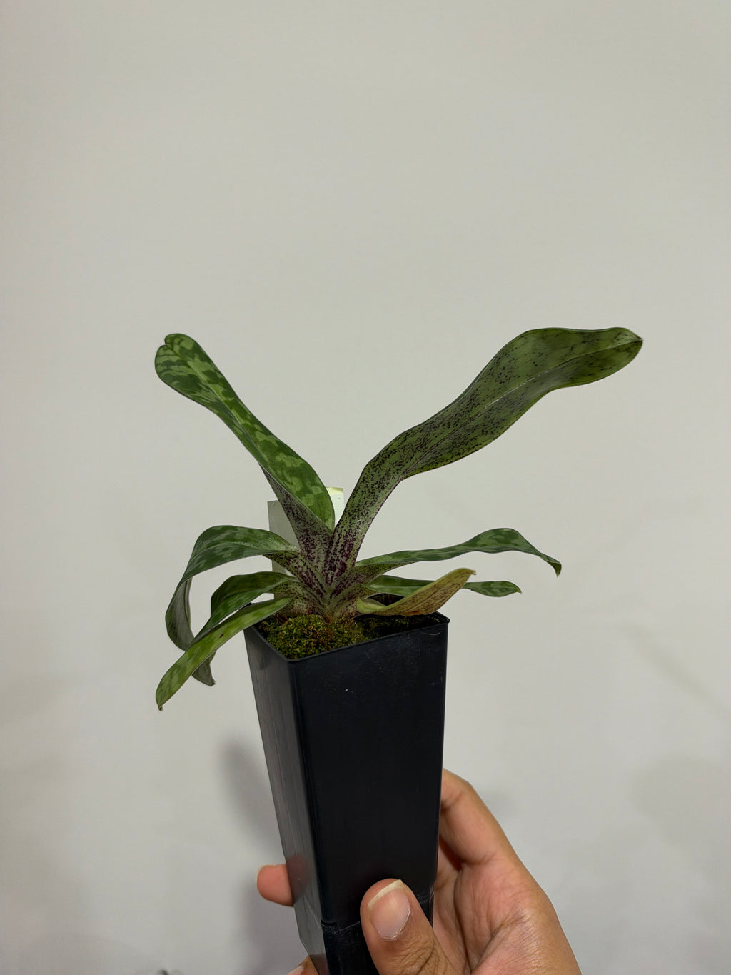 Paphiopedilum wardii