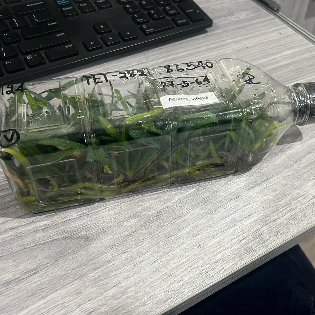Inflexa Aerides Inflexa SPECIES FLASK (30+ Plants) – The Orchid Patio