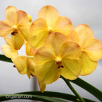 Vanda Yellow Butterfly "252"(MC)