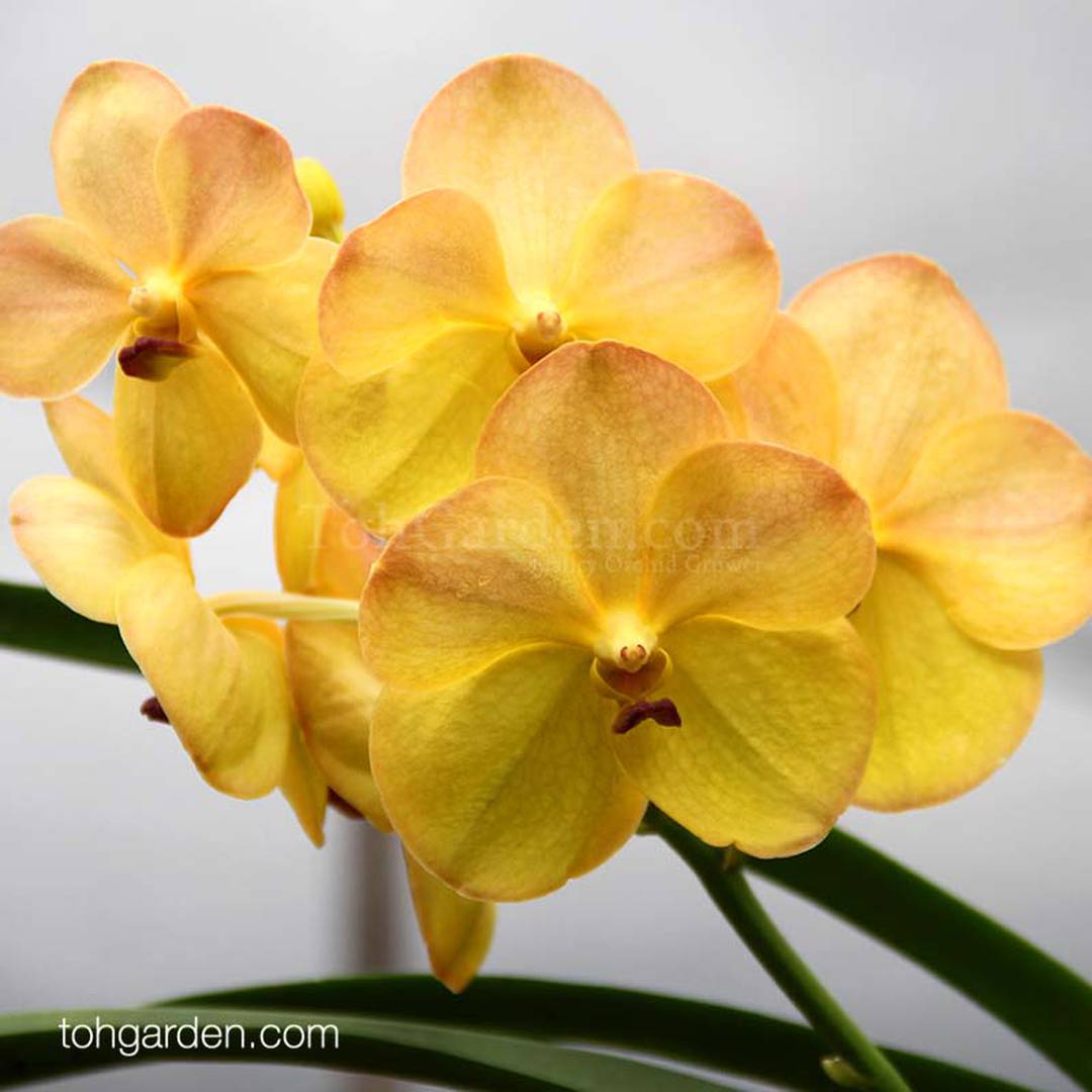 Vanda Yellow Butterfly "252"(MC)