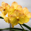 Vanda Yellow Butterfly "252"(MC)