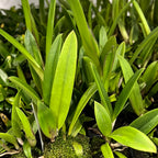 Brassocattleya Rustic Spots