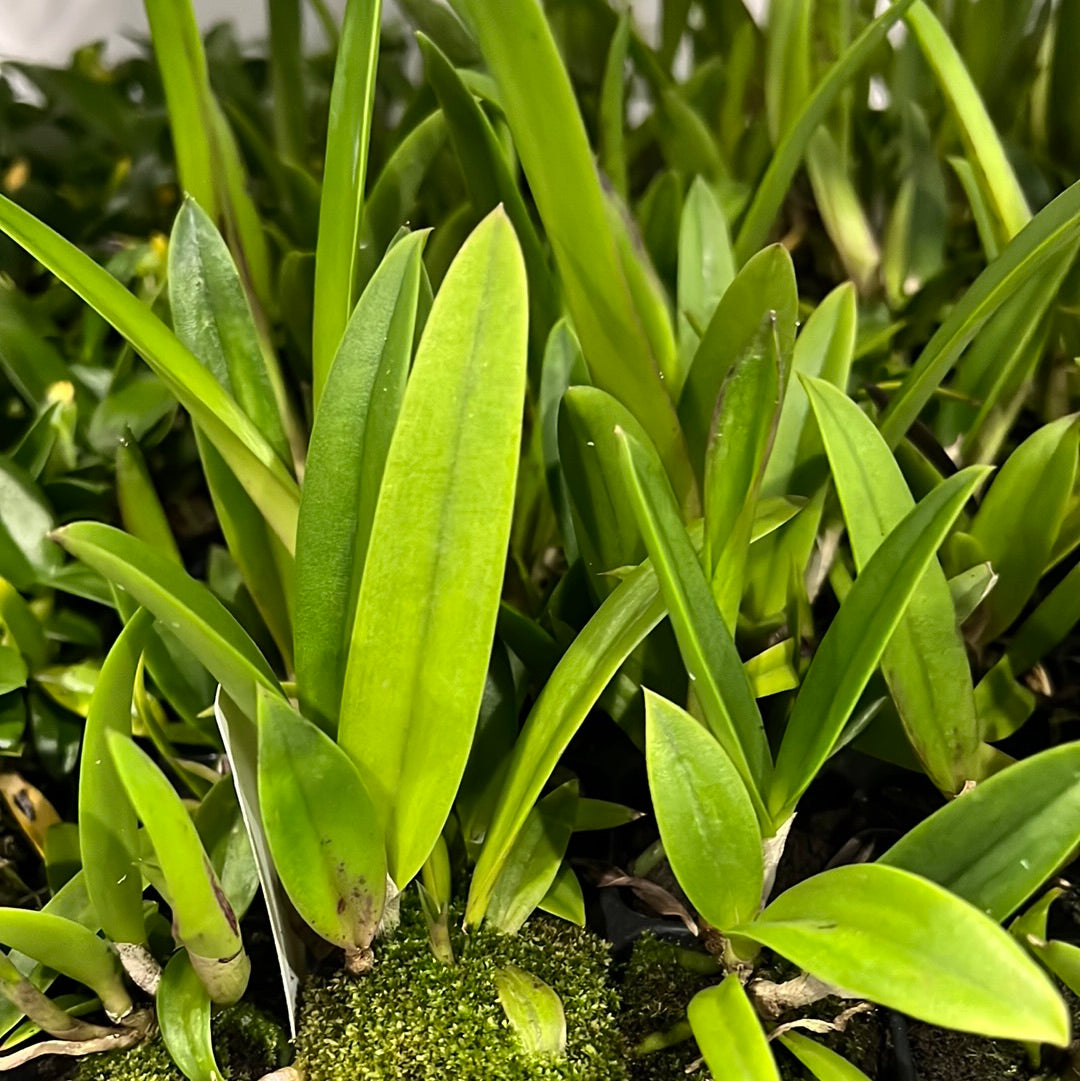 Brassocattleya Rustic Spots