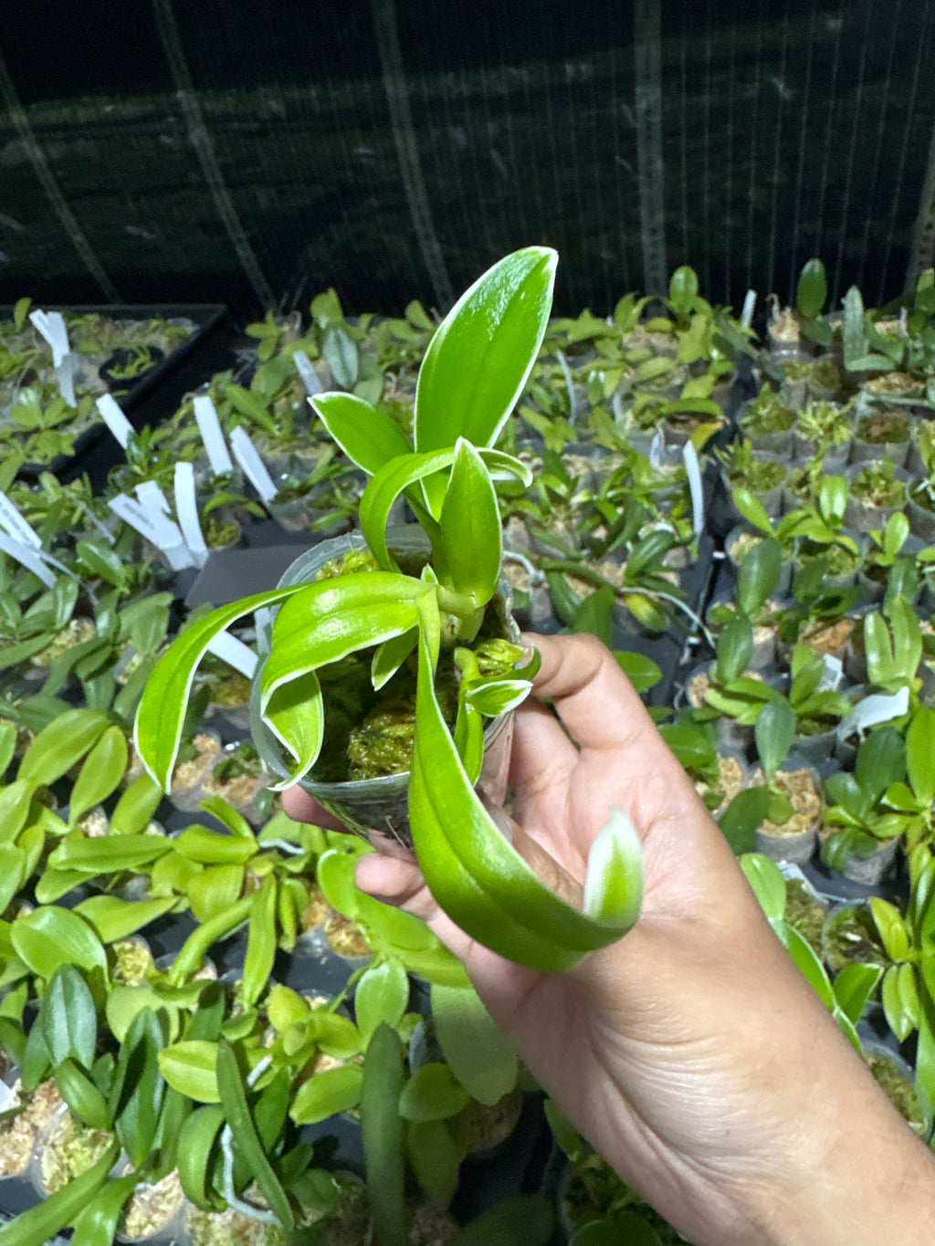 Dendrobium 'Dragon Fly' Variegated (Genting Fragrance x Magenta's Golden Sunset)