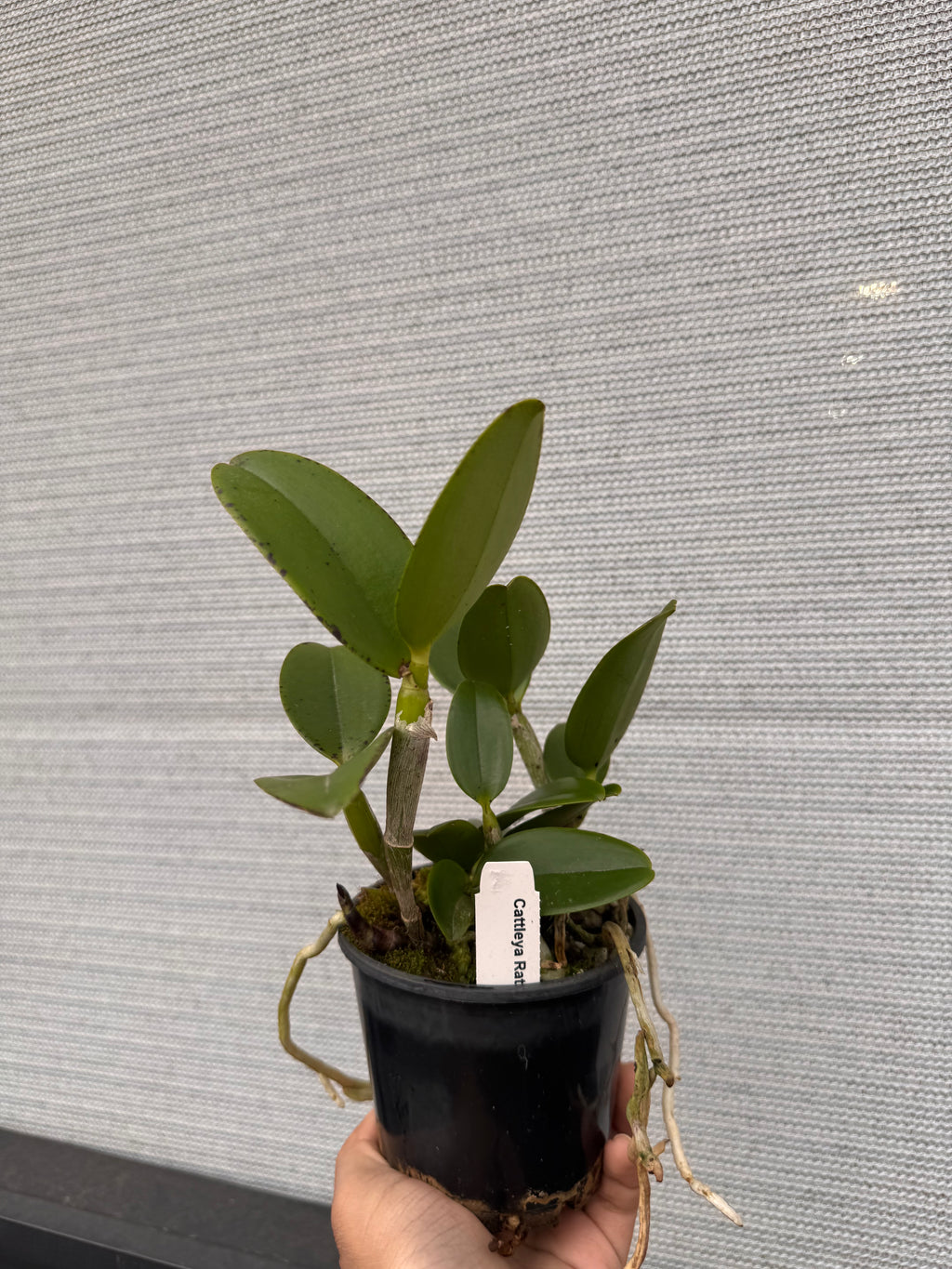 Cattleya Ratsima Spot (Fragrant)