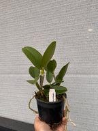Cattleya Ratsima Spot (Fragrant)