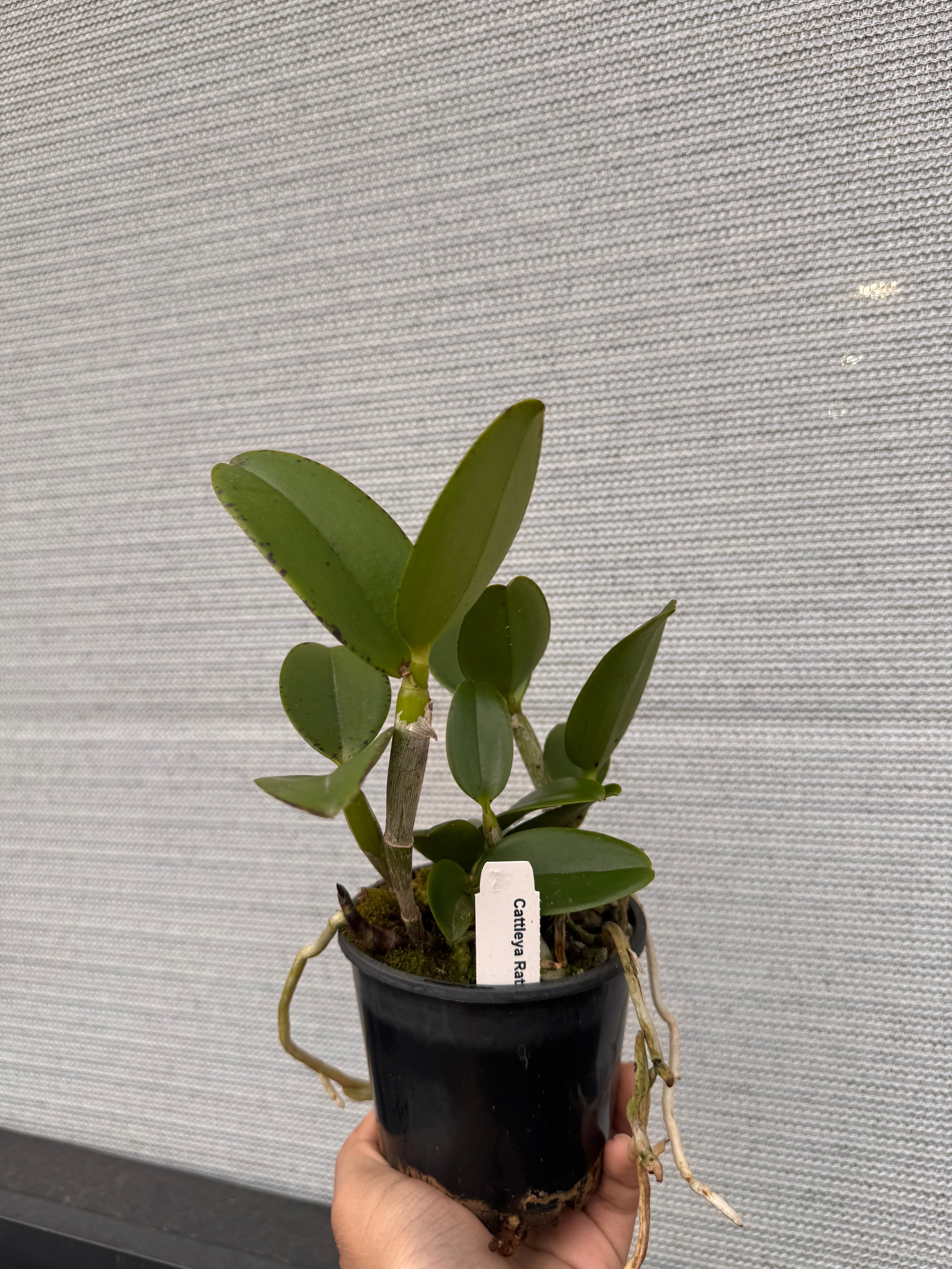 Cattleya Ratsima Spot (Fragrant)