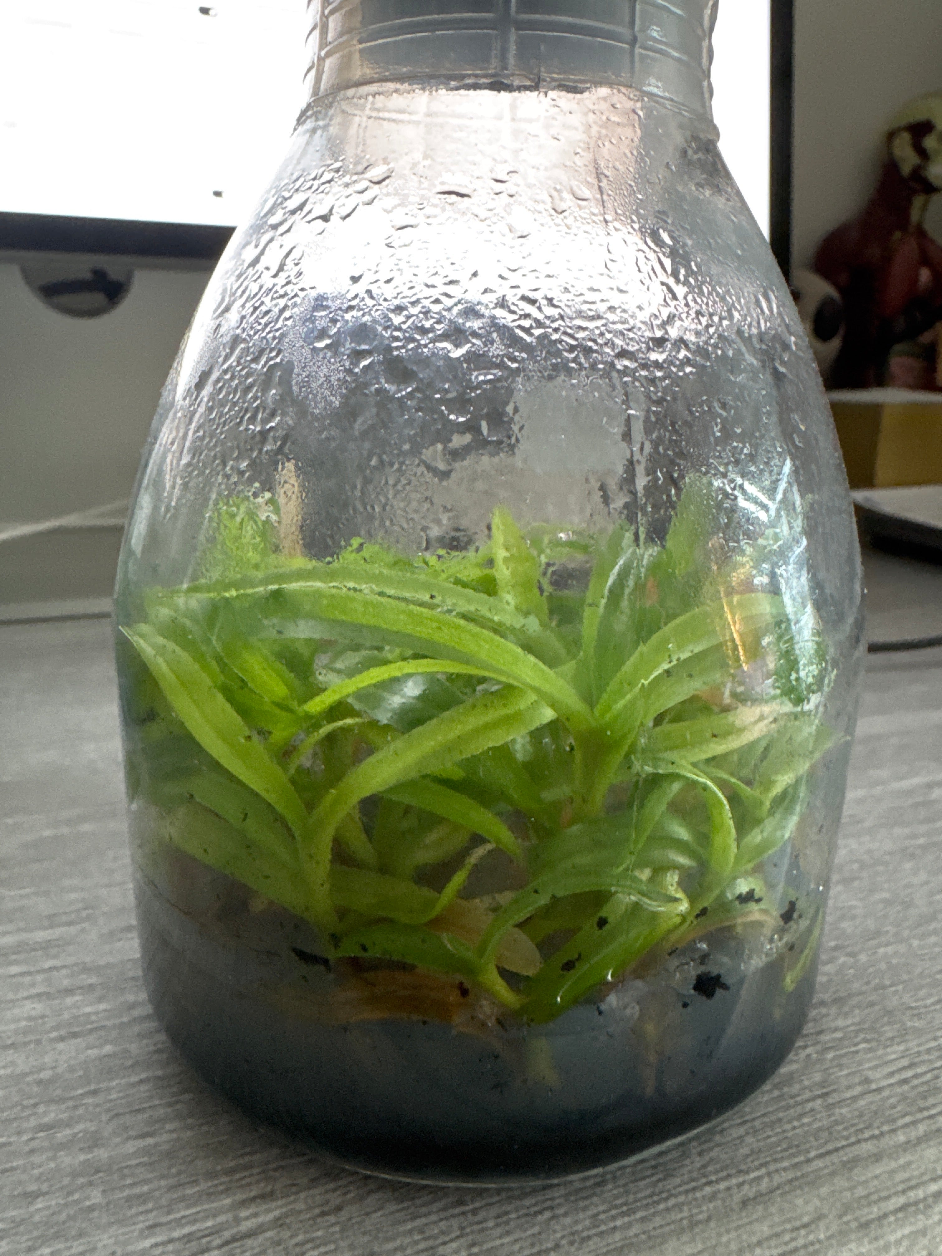 Paphiopedilum fairrieanum (Flask - Conical, ex Taiwan) Secondary image