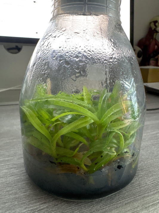 Paphiopedilum fairrieanum (Flask - Conical, ex Taiwan)