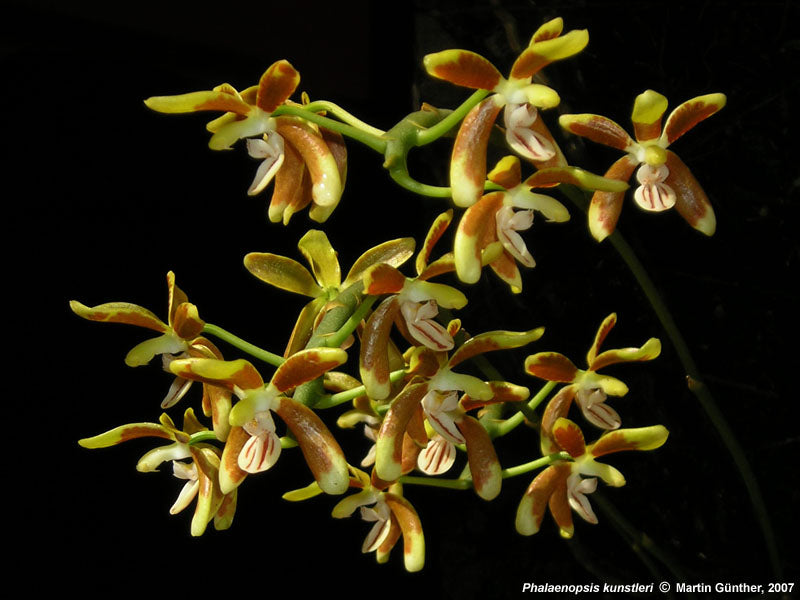Phalaenopsis kunstleri (RARE SPECIES) Main image