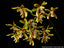 Phalaenopsis kunstleri (RARE SPECIES)
