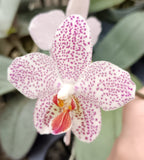 Phalaenopsis Gretchen (gigantea x stuartiana) MC (Mottled RARE)