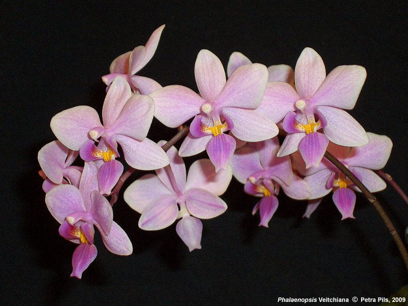 Phalaenopsis Veitchiana (Phalaenopsis equestris var. rosea × Phalaenopsis schilleriana) Main image