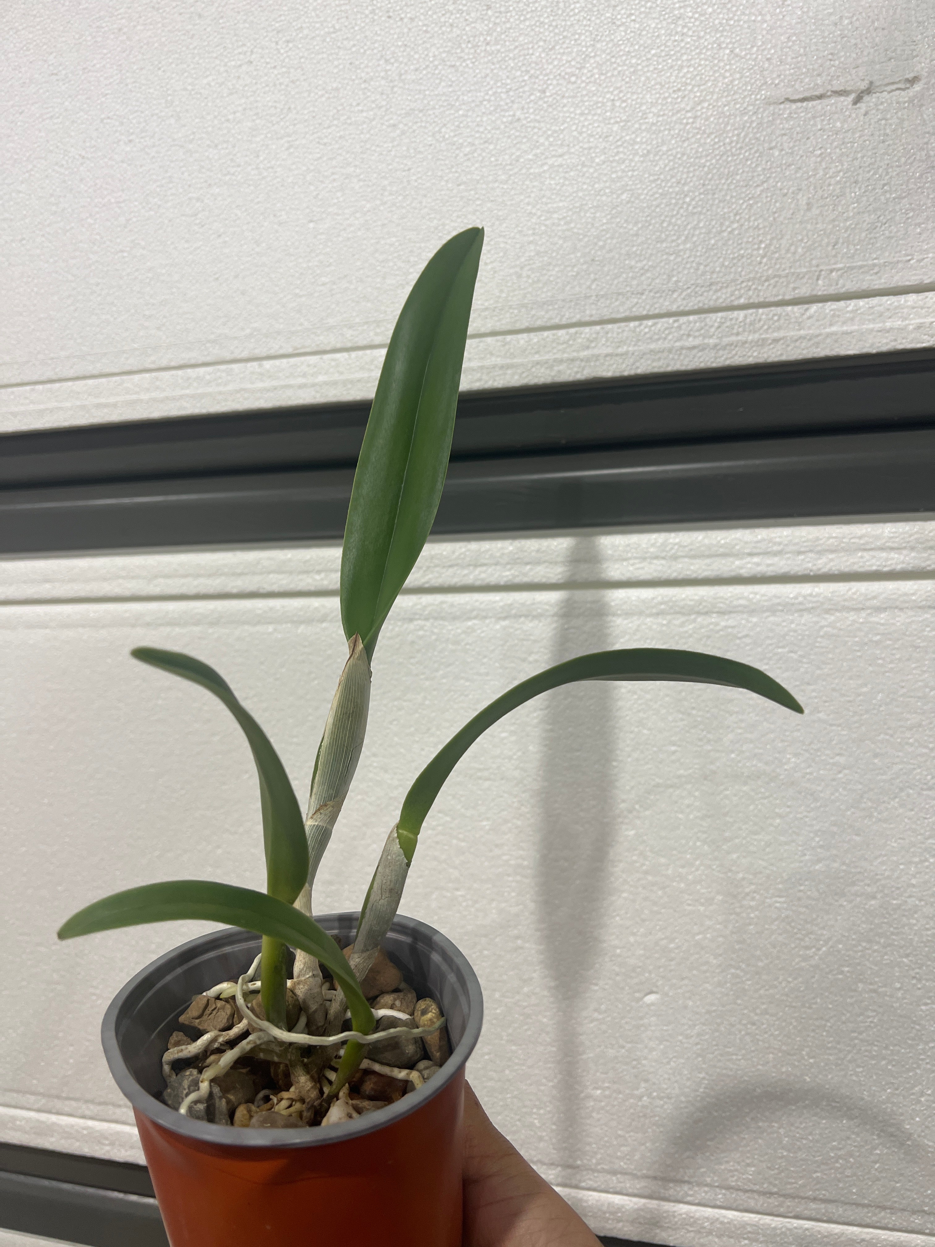 Rlc. Golf Green 'Hair Pig' (Mericlone) Secondary image