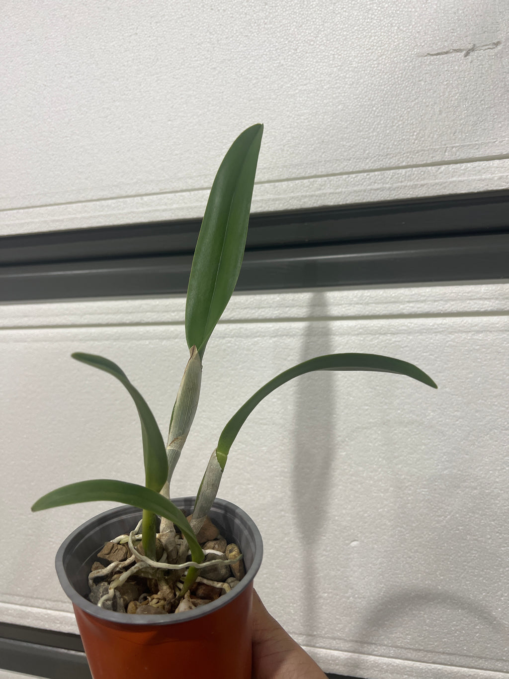 Rlc. Golf Green 'Hair Pig' (Mericlone)