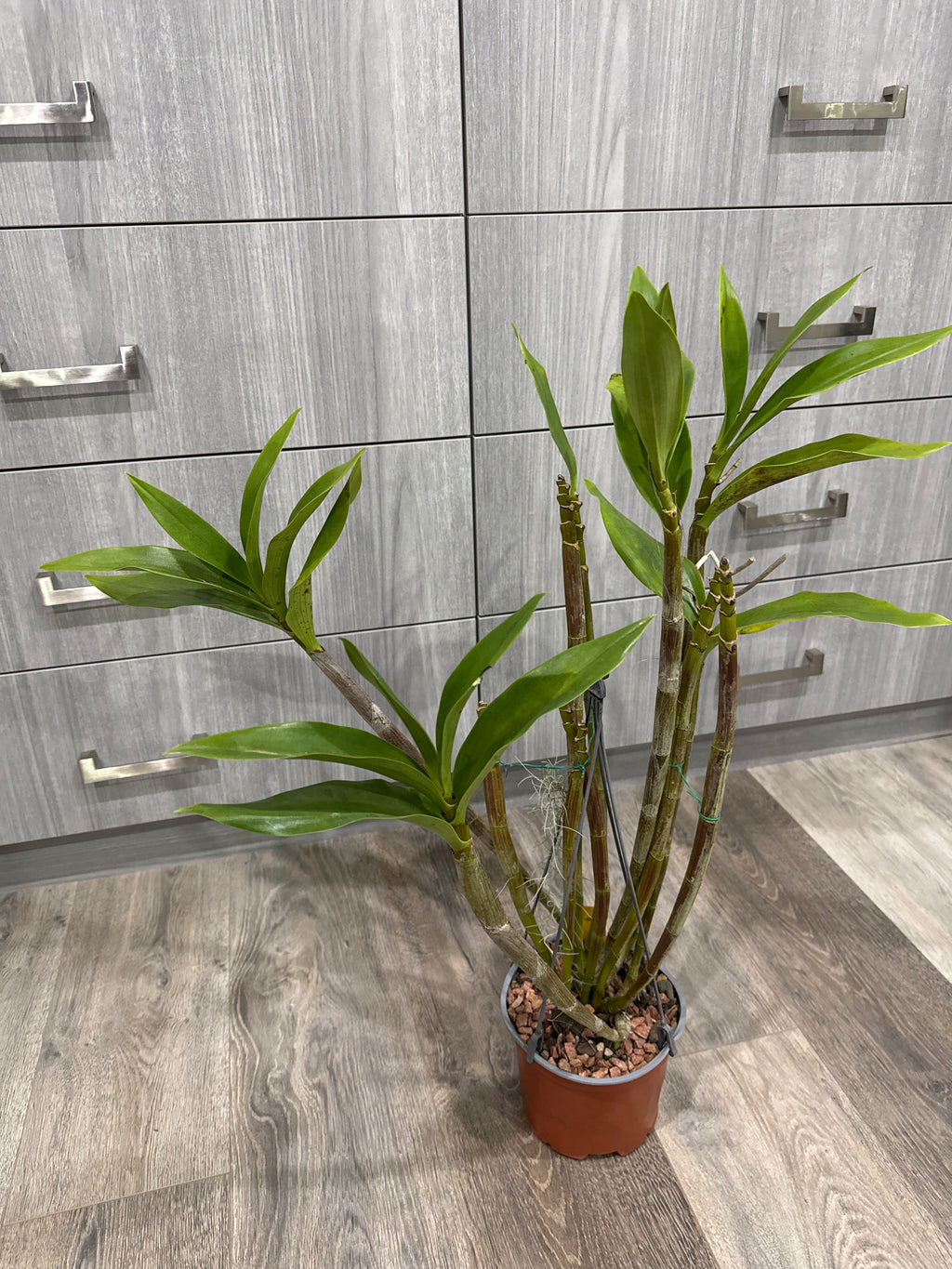 Dendrobium Adora Nishii (Alexandrae X Spectabile) Specimen Plant