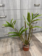 Dendrobium Adora Nishii (Alexandrae X Spectabile) Specimen Plant