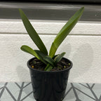 Cattleya maxima x sib (coerulea 'Hector' x alba '#12')