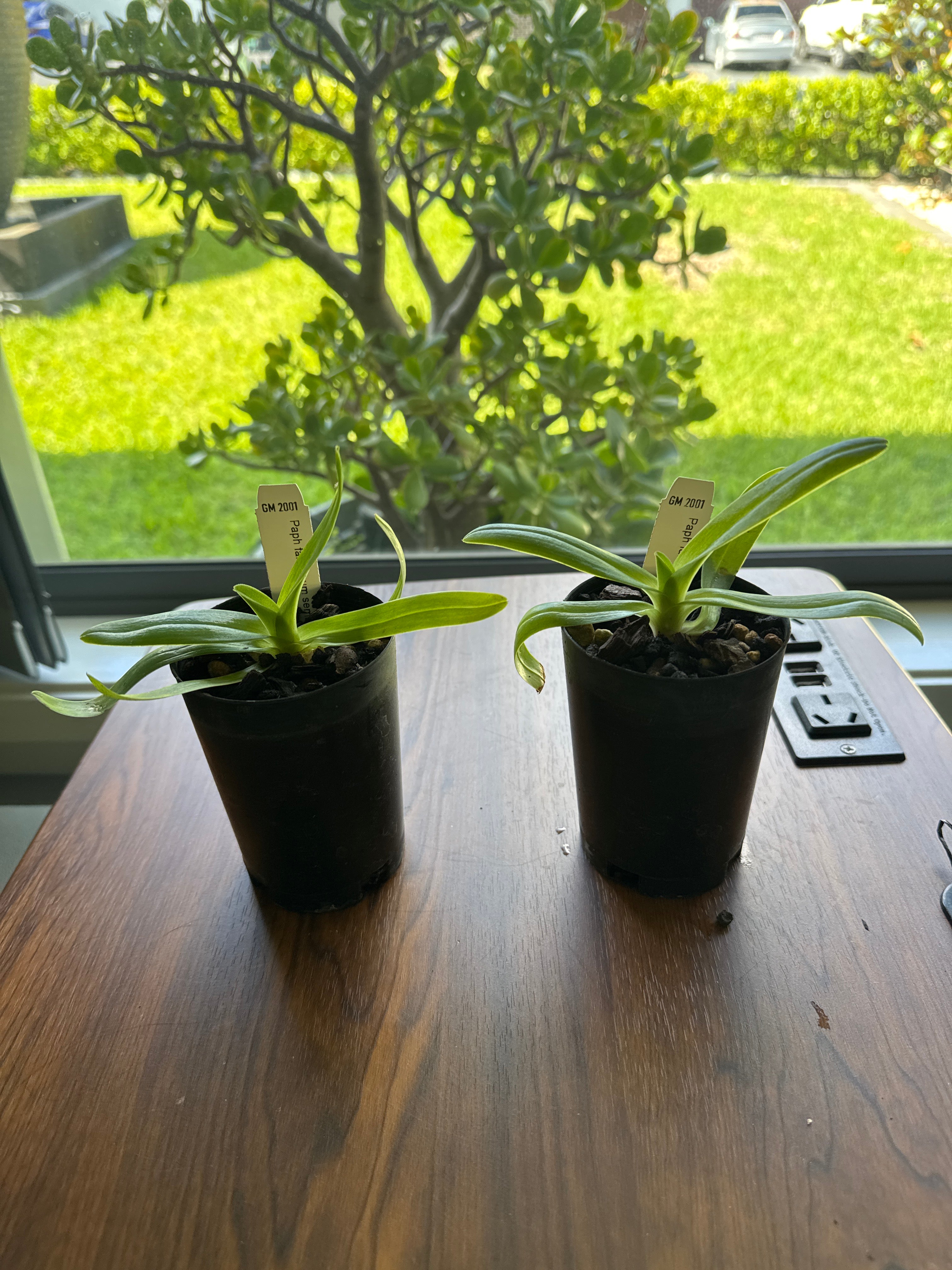 Paphiopedilum fairrieanum album