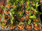 Phalaenopsis javanica (Species from Java)