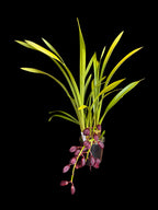 Cymbidium Kiwi Midnight 'Geyserland' FCC/AOS (In Spike)