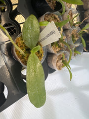 Phalaenopsis Christina Weltz (gigantea flava x javanica alba) MC