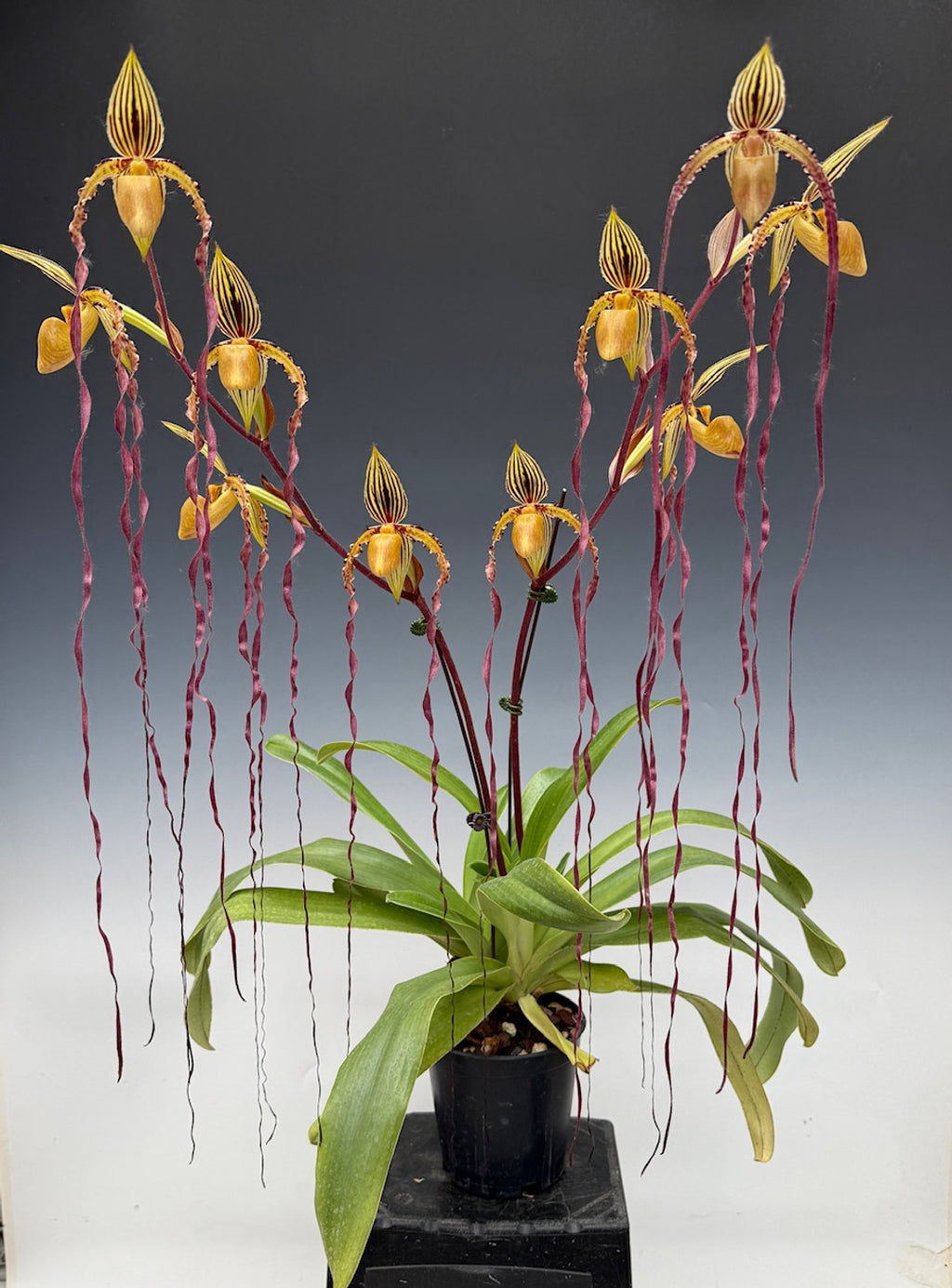 Paphiopedilum Michael Koopowitz (philippinese var. laevigatum 'In Charm' x sanderianum 'Showshan')
