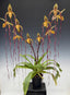 Paphiopedilum Michael Koopowitz (philippinese var. laevigatum 'In Charm' x sanderianum 'Showshan')